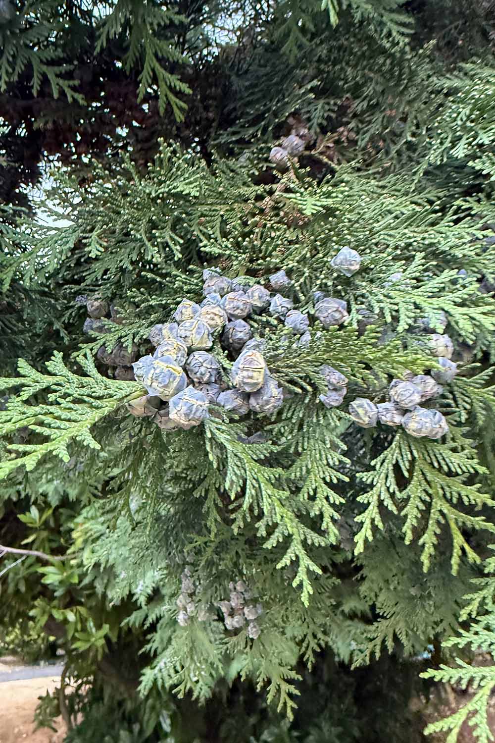 A vertical image of the upright cones on a western red cedar tree (Thuja plicata) growing in the landscape.