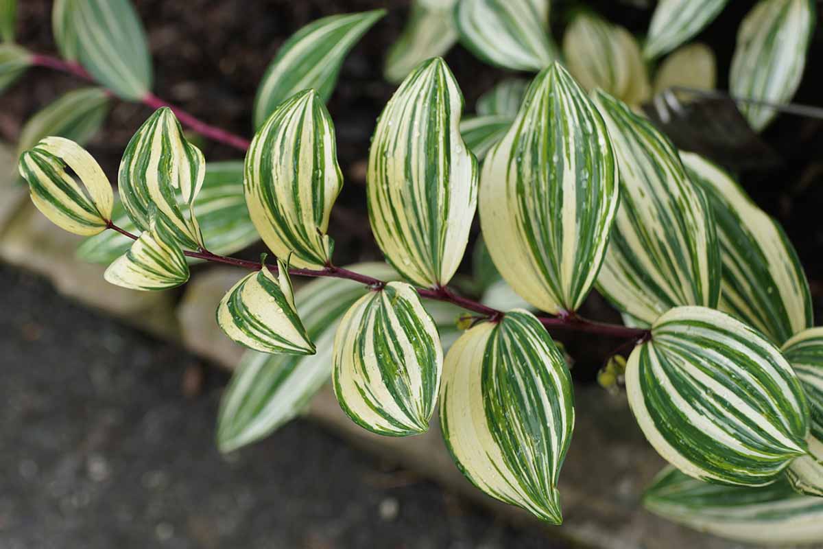 A close up horizontal image of green and cream variegated foliage of a Solomon's seal (Polygonatum) variety growing in the garden.
