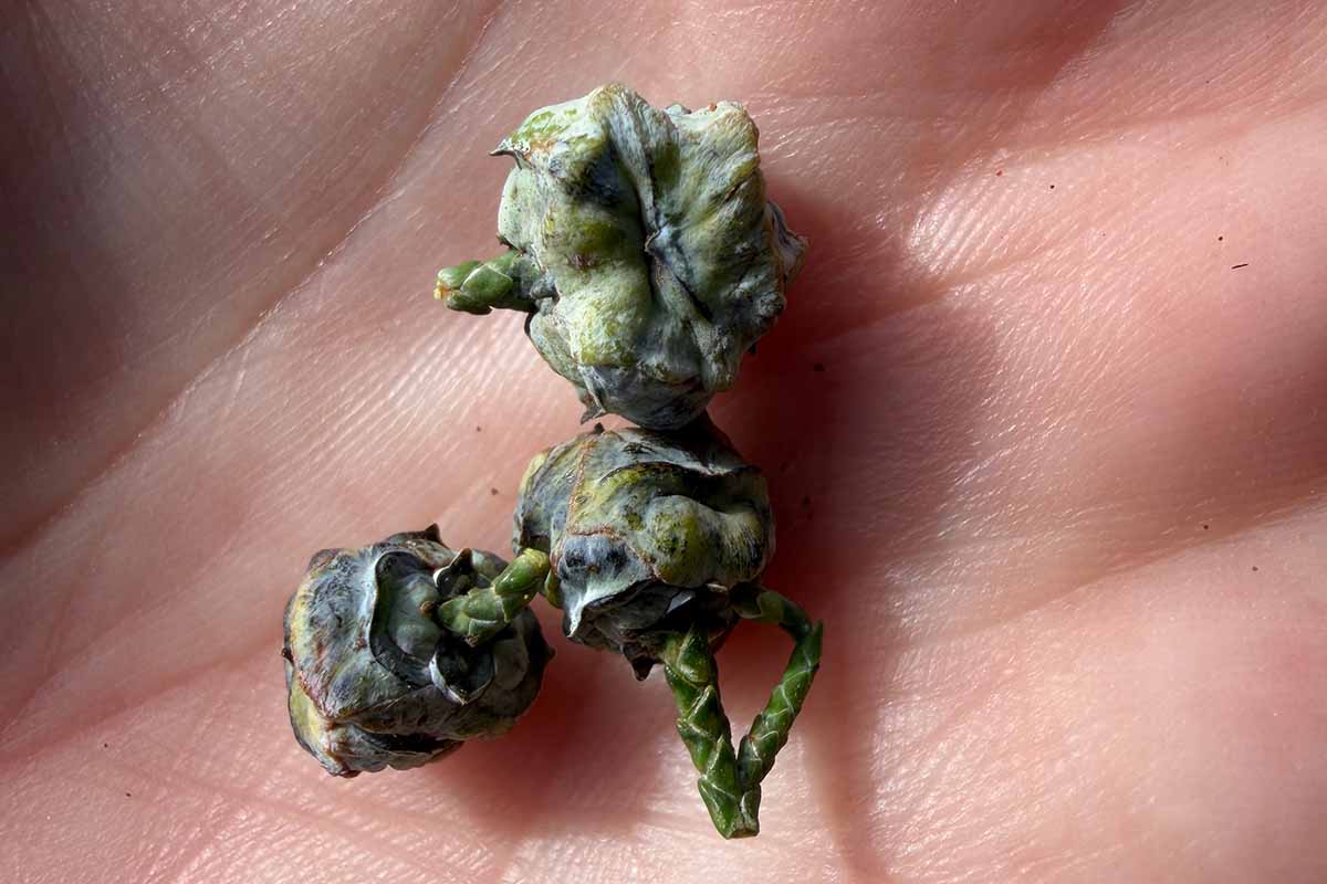 A close up horizontal image of western red cedar cones in the palm of a hand.
