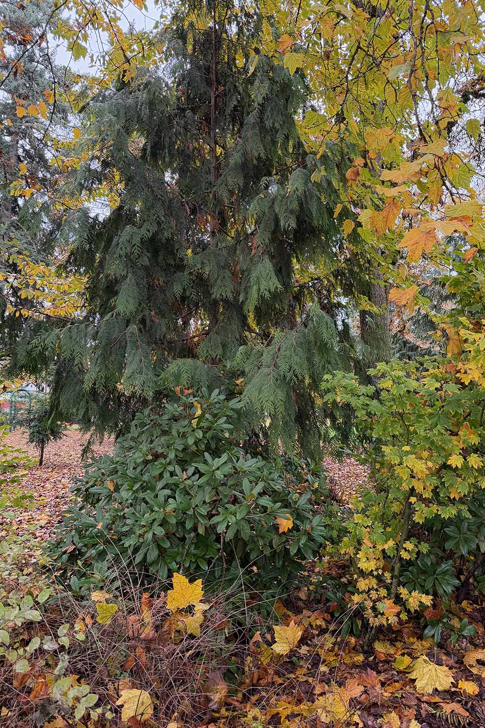 A vertical image of a western red cedar in the landscape in fall.