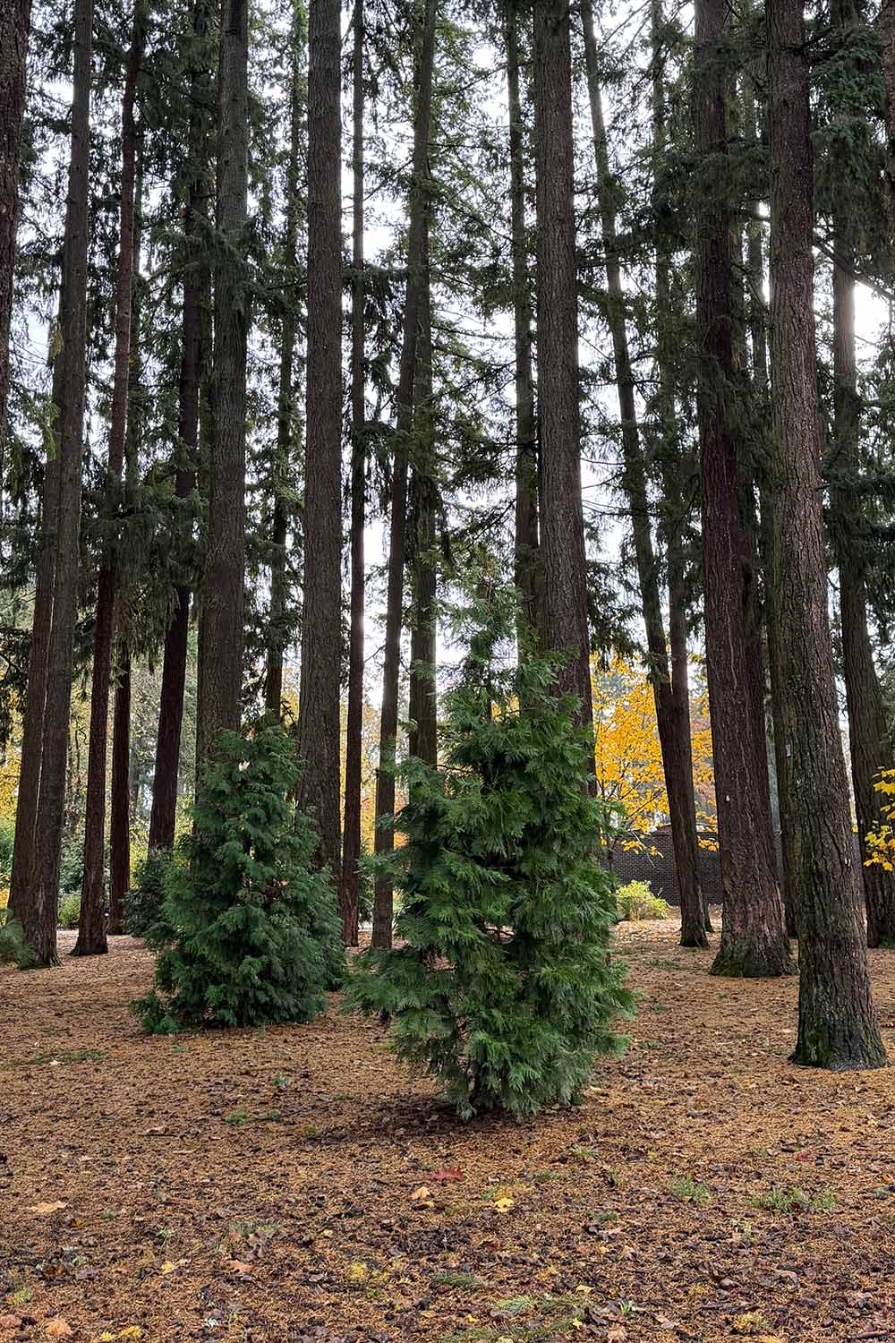 A vertical image of Thuja plicata growing in a forest.
