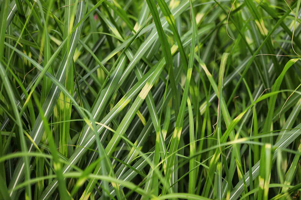 A close up horizontal image of the foliage of 'Zebrinus' growing in the garden.