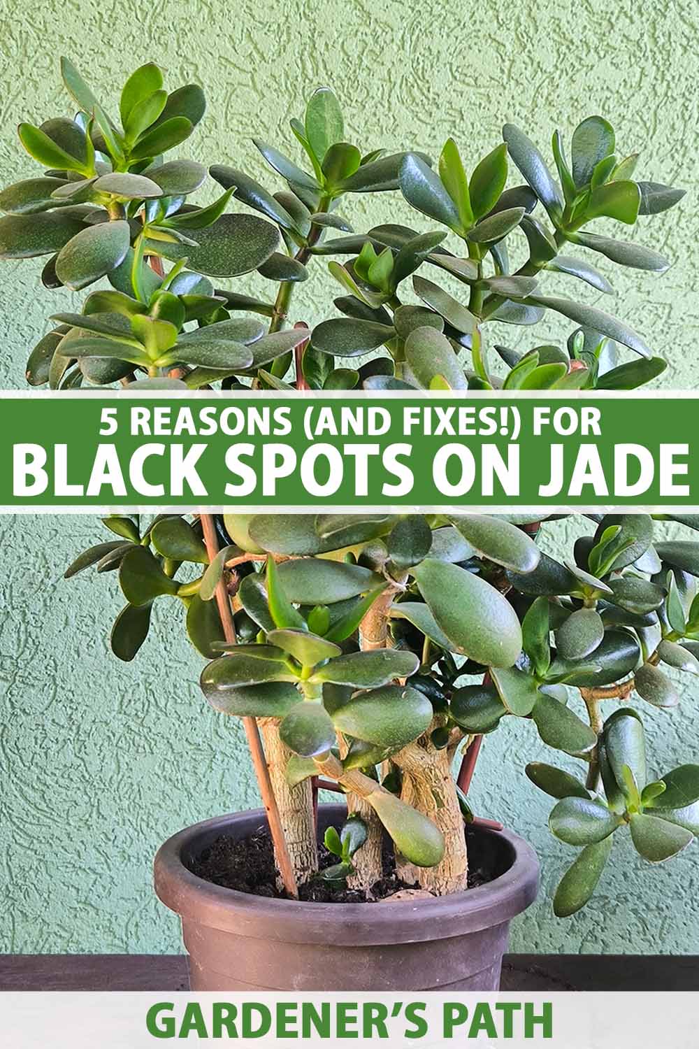 A close up vertical image of a potted jade plant (Crassula ovata) growing in a plastic container indoors. To the center and bottom of the frame is green and white printed text.