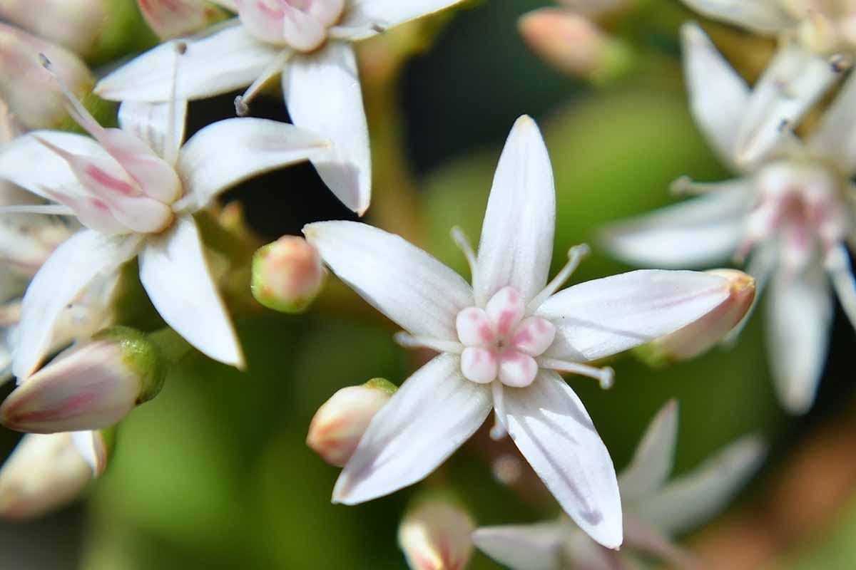 A close up horizontal image of Crassula ovata flowers pictured on a soft focus background.