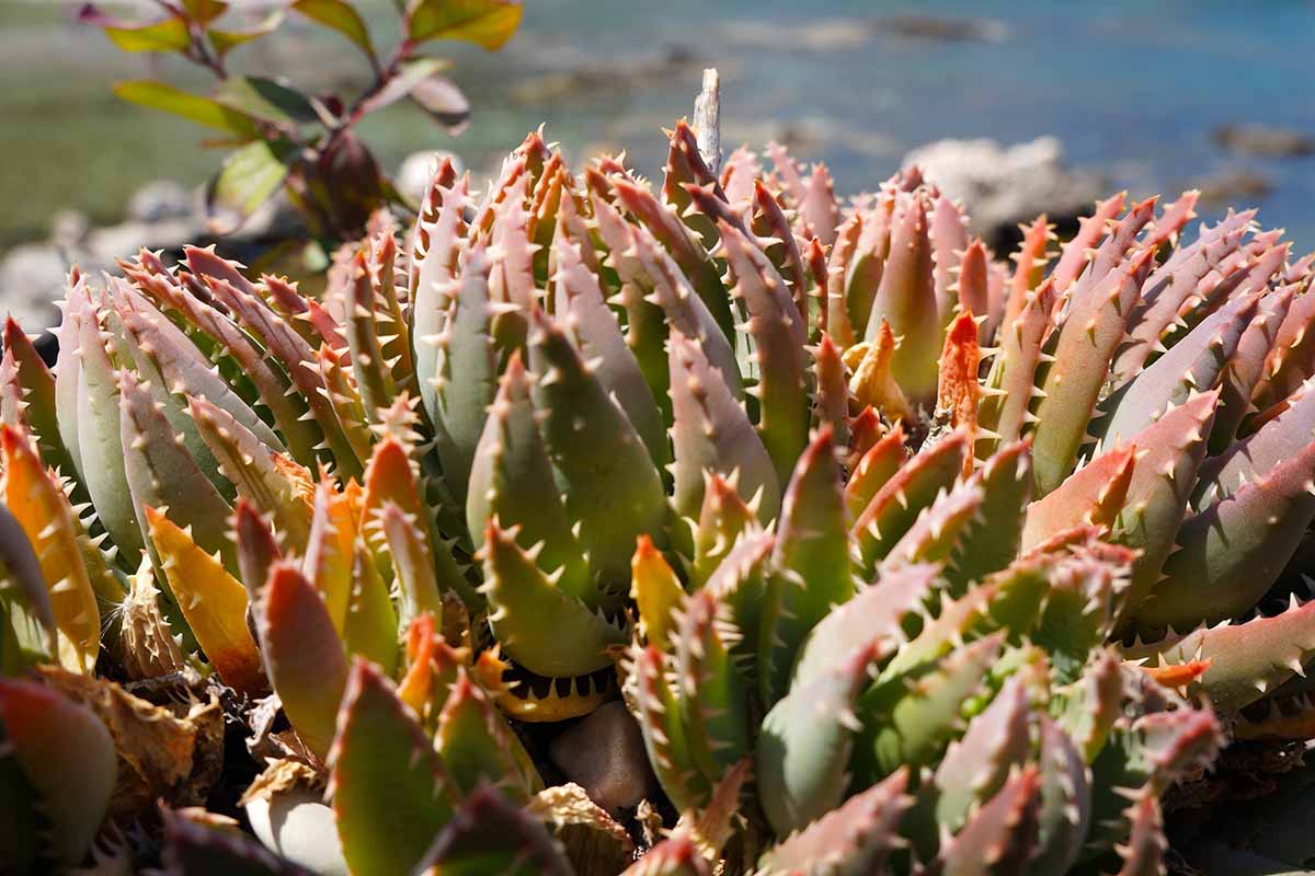 A horizontal image of Crosby's Prolific aloe showing the reddish tinge of the foliage growing in bright sunshine.