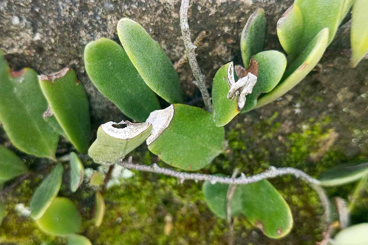 A close up horizontal image of string of nickels with damaged leaves.