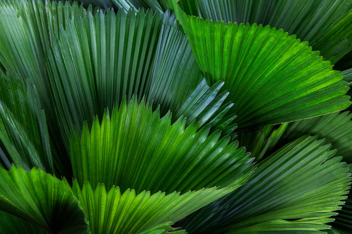 A close up horizontal image of the foliage of a Licuala grandis palm.