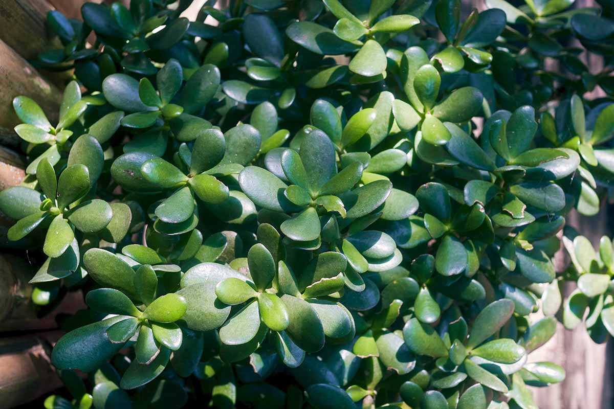 A close up horizontal image of the green foliage of a Crassula ovata succulent.