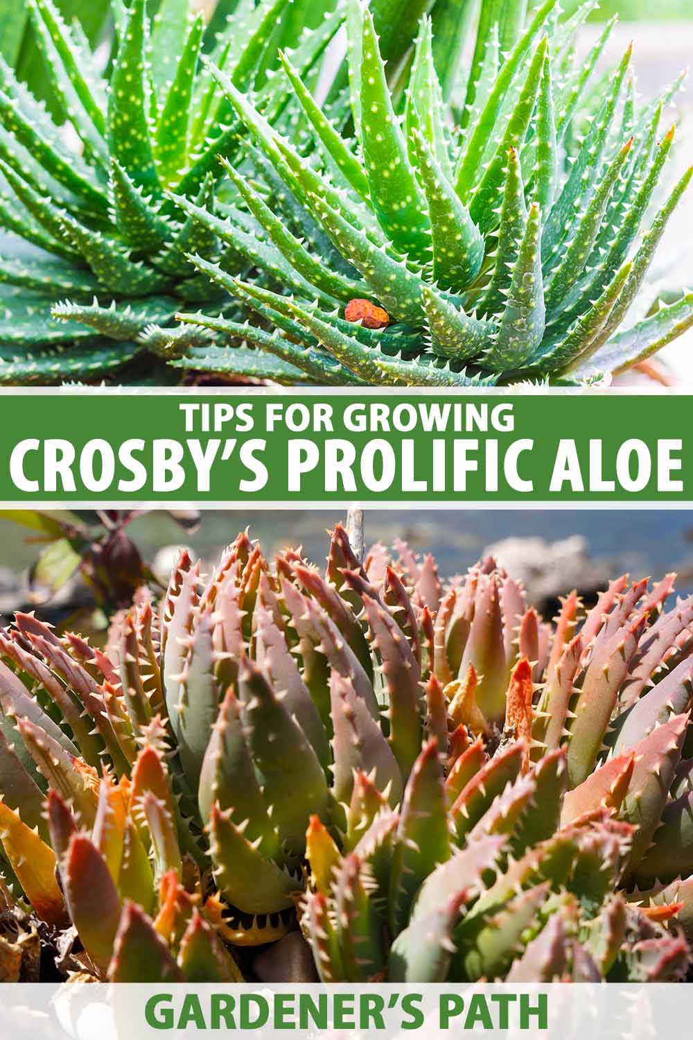 A collage of two images showing 'Crosby's Prolific' aloes growing outdoors. To the center and bottom of the frame is green and white printed text.
