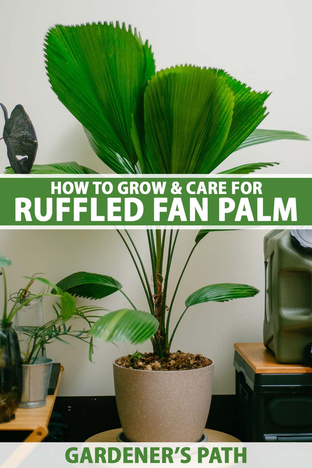 A close up vertical image of a large ruffled fan palm aka Vanuatu or palas palm (Licuala grandis) growing in a pot indoors. To the center and bottom of the frame is green and white printed text.