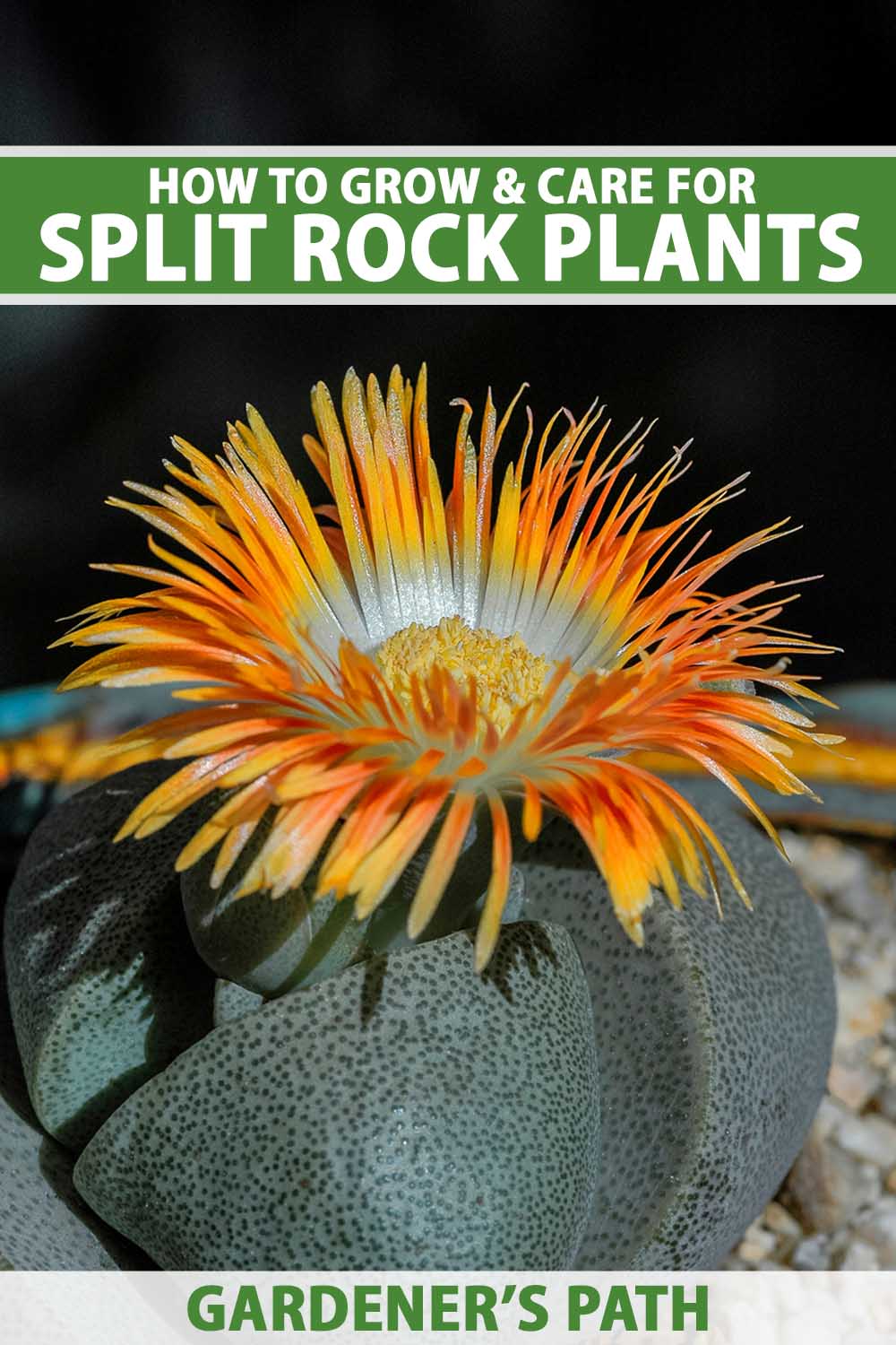 A close up vertical image of a split rock plant (Pleiospilos nelii) growing in a container in full bloom pictured on a dark background. To the top and bottom of the frame is green and white printed text.