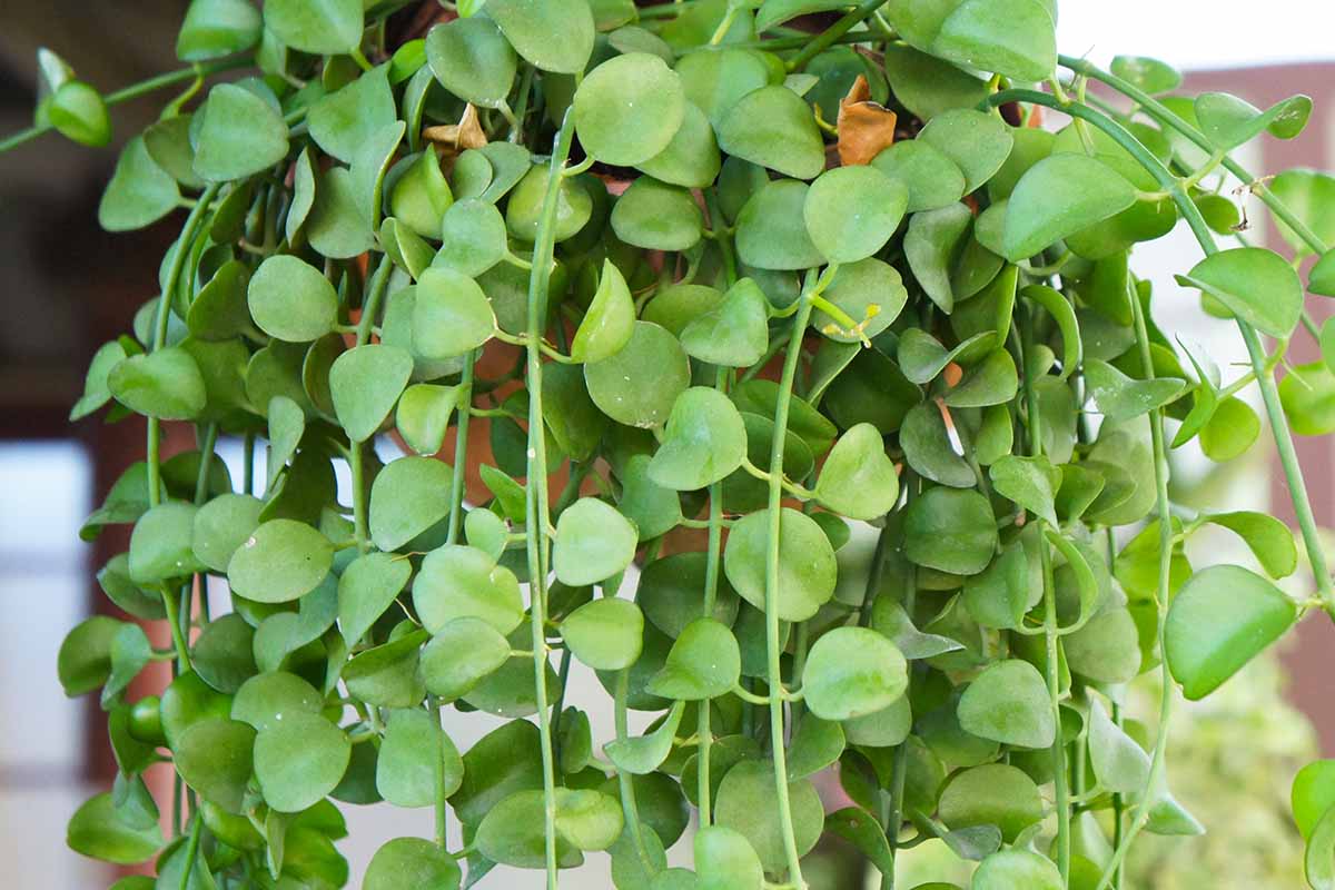 A close up horizontal image of a string of nickels (Dischidia nummularia) growing in a hanging pot indoors.