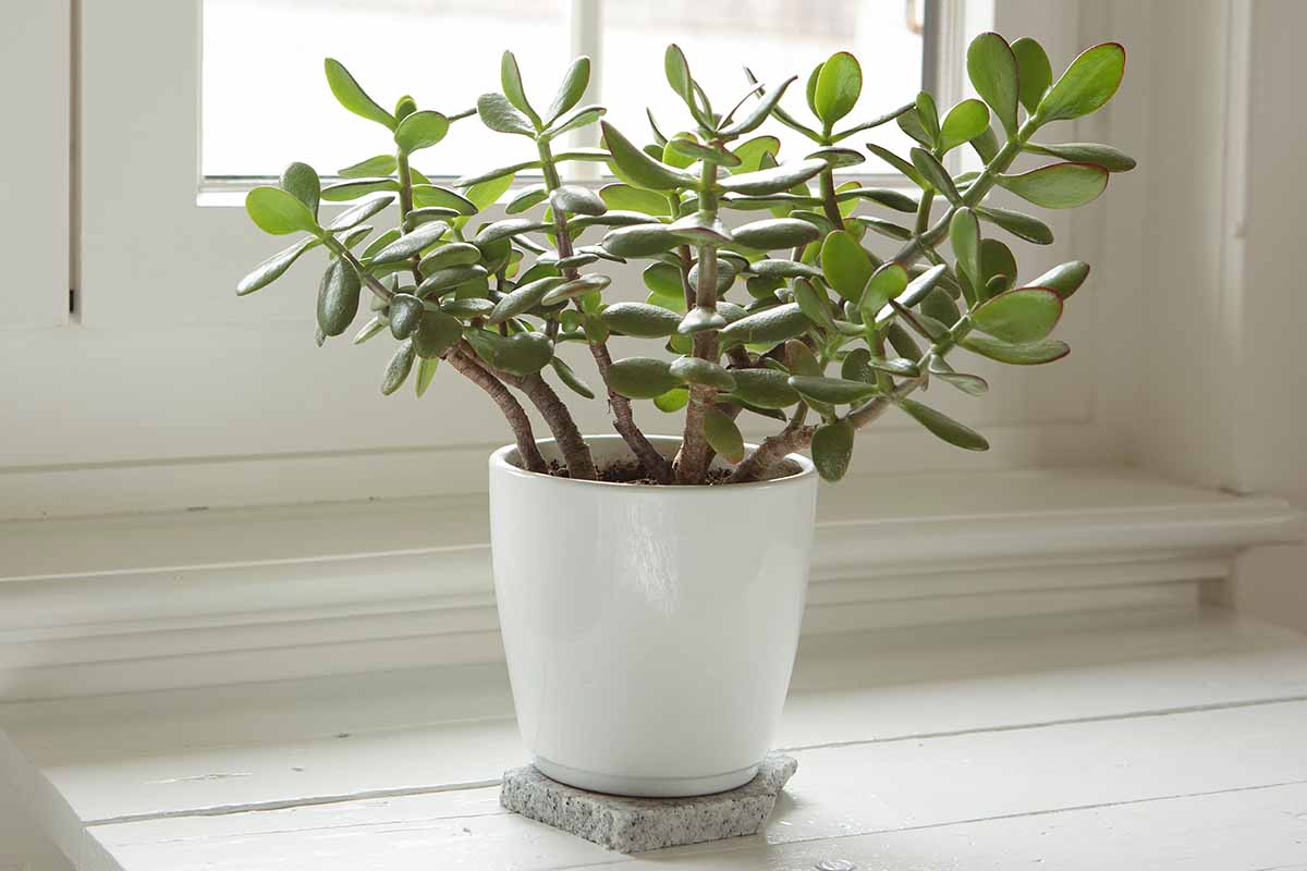 A close up horizontal image of a potted jade plant set on a table near a window.