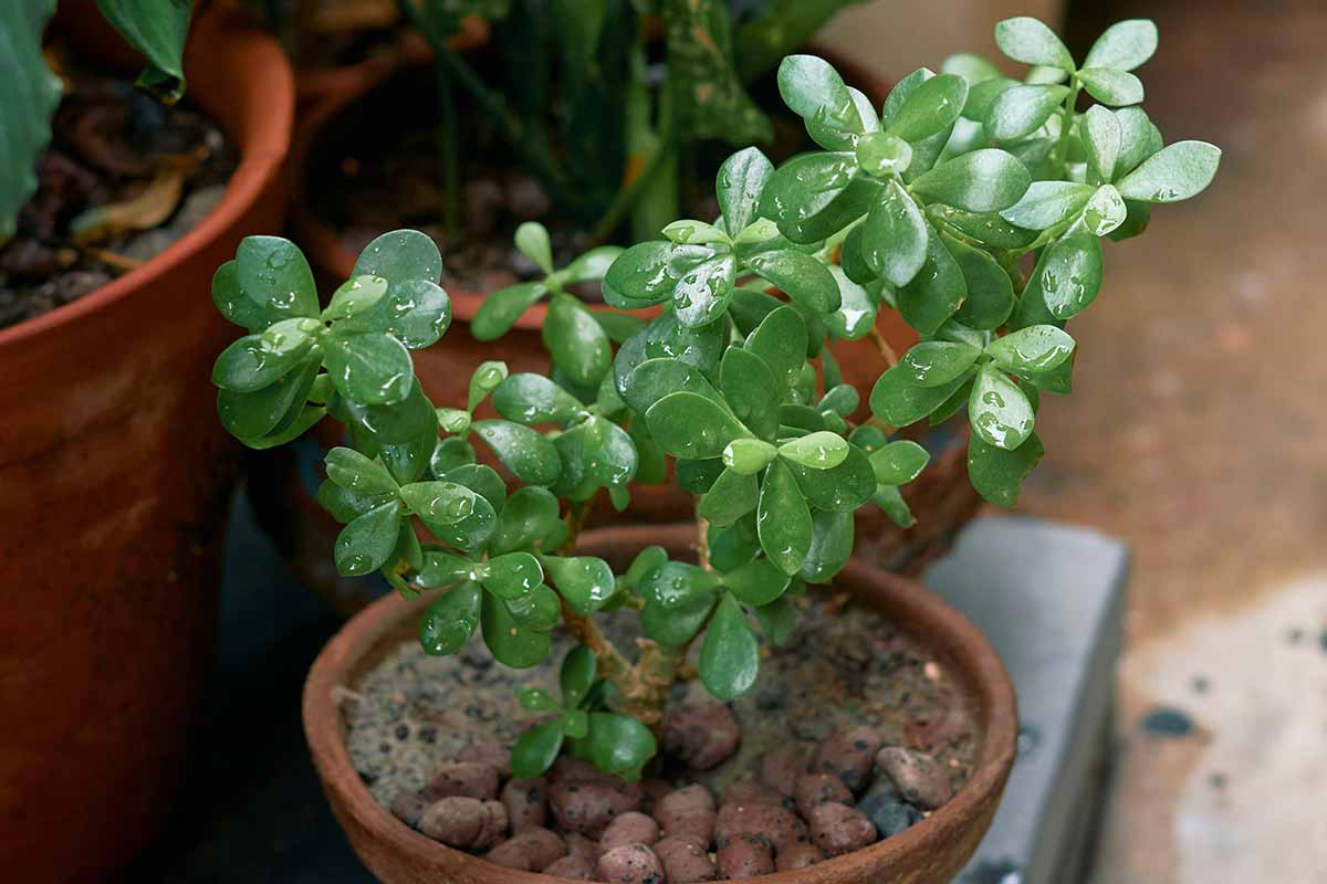 A close up horizontal image of Crassula ovata with water on the foliage, growing in a terra cotta pot indoors.