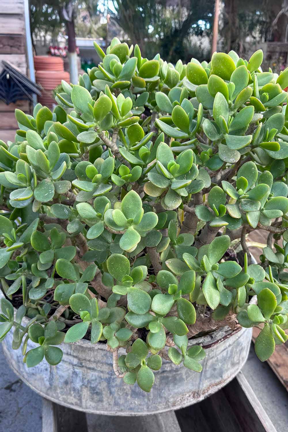 A close up vertical image of a healthy, dense jade plant (Crassula ovata) with thick, fleshy leaves, growing in a metal container outdoors.