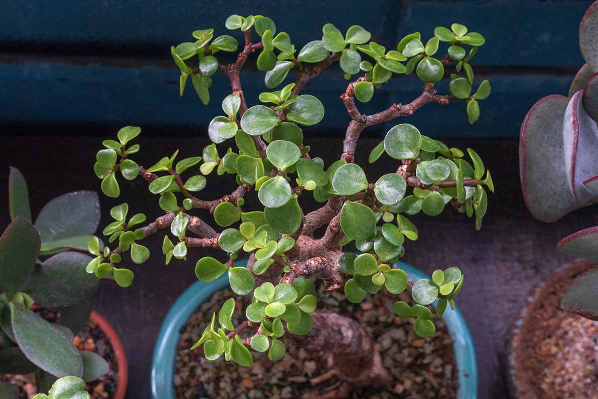 A close up horizontal image of a Crassula ovata growing in a container indoors.