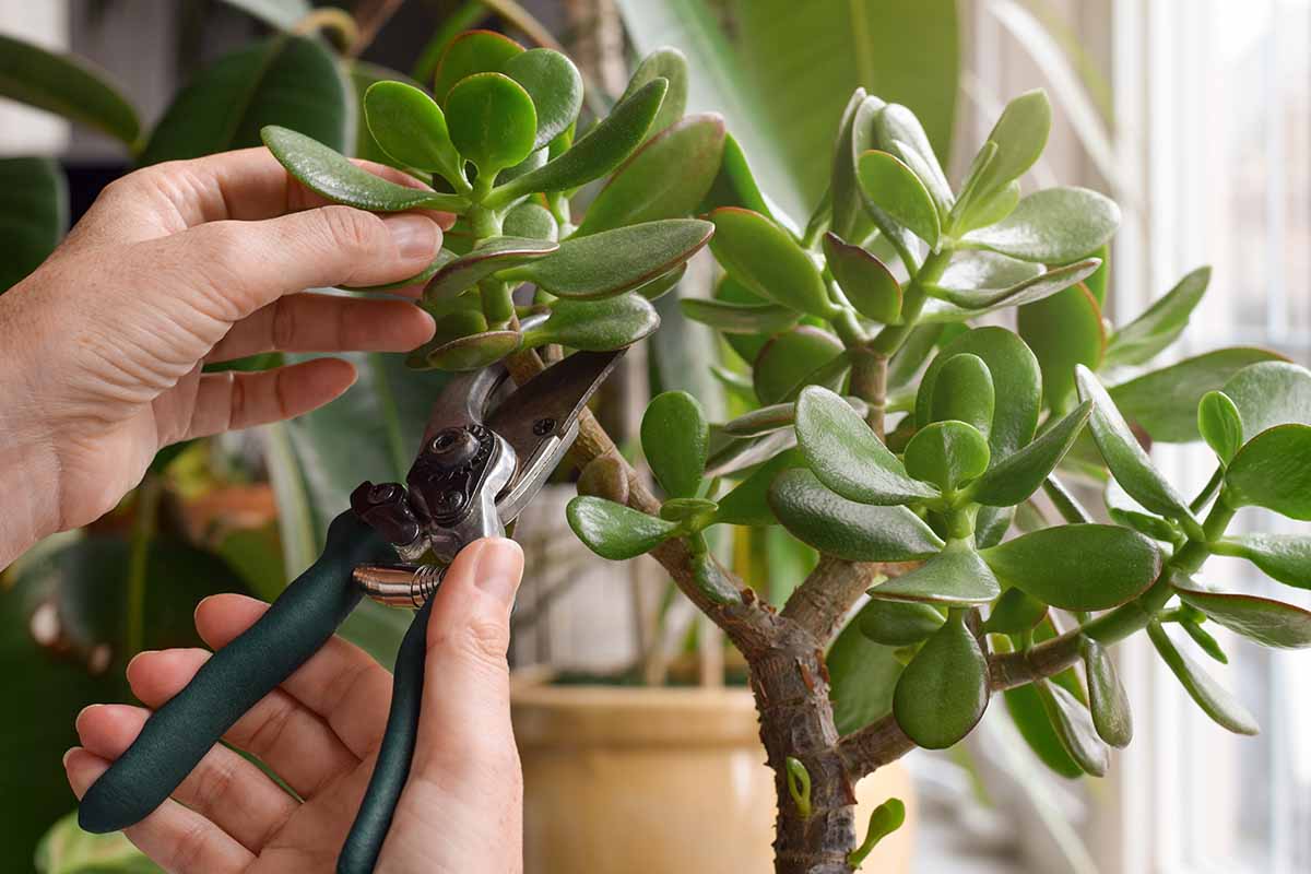 A close up horizontal image of two hands from the left of the frame using a pair of pruners to cut the stem of a jade plant.