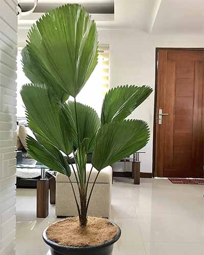 A close up of a ruffled fan palm growing in a pot indoors.