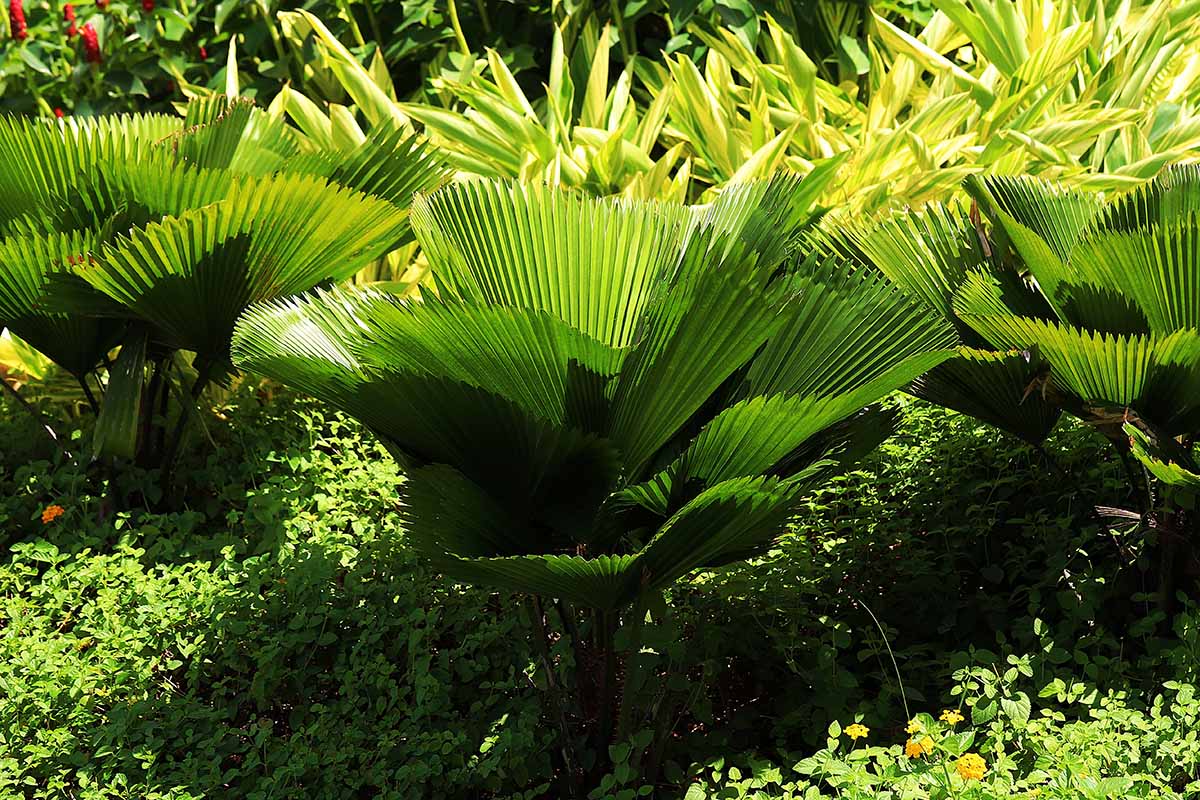 A horizontal image of young Licuala grandis aka ruffled fan palm plants growing in a garden border with other perennials in the background, pictured in bright sunshine.