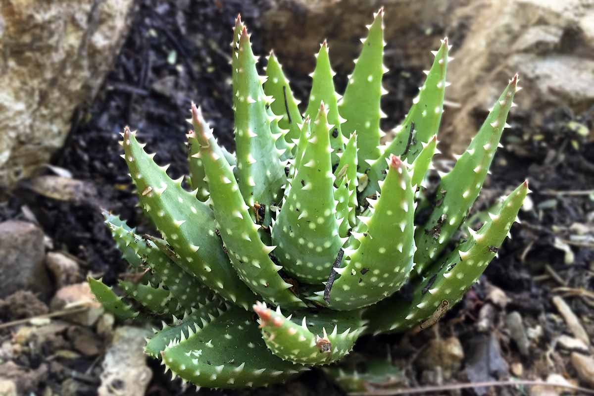 A close up horizontal image of a small 'Crosby's Prolific' aloe growing outdoors in the garden.