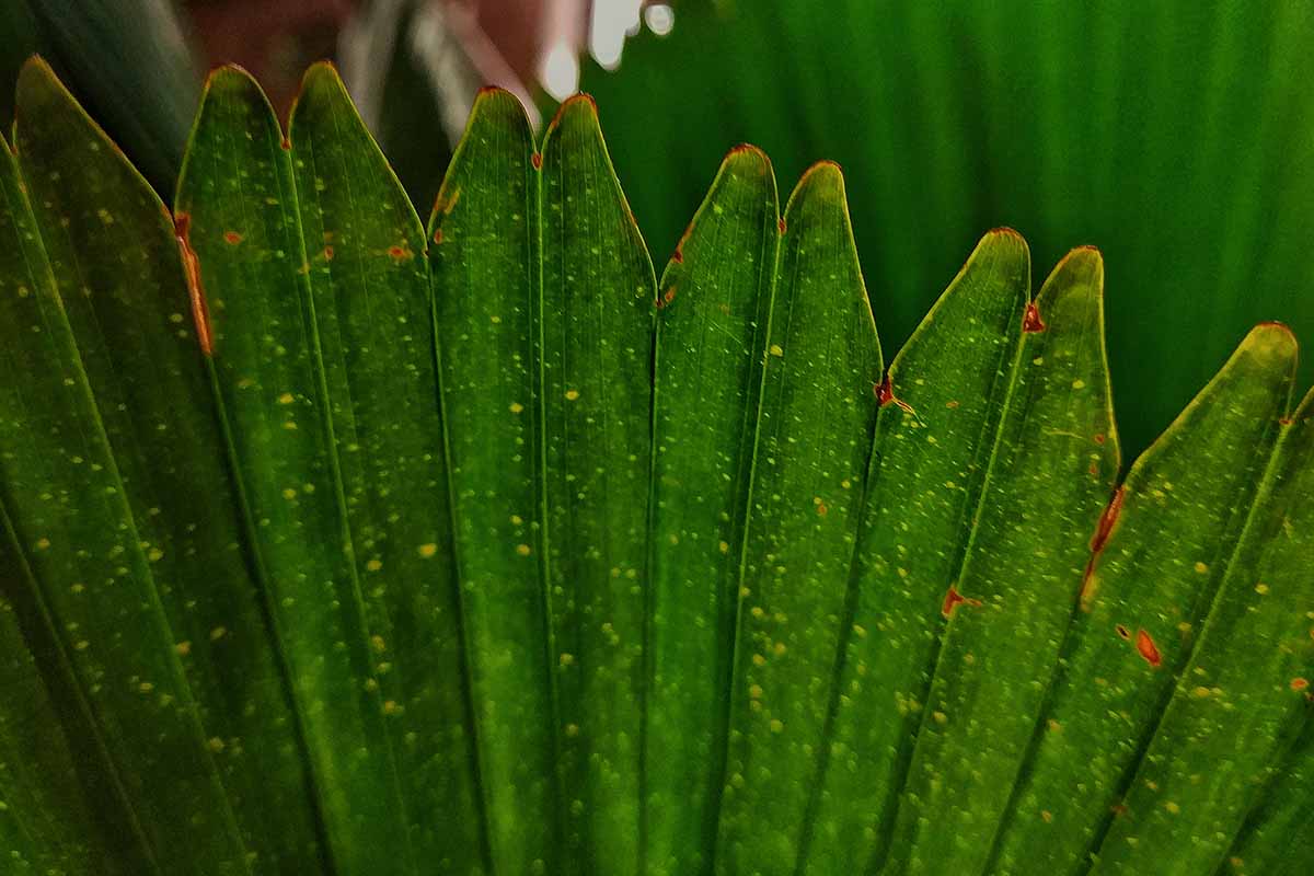 A close up horizontal image of stippling on fronds of a Licuala grandis caused by spider mite infestation.
