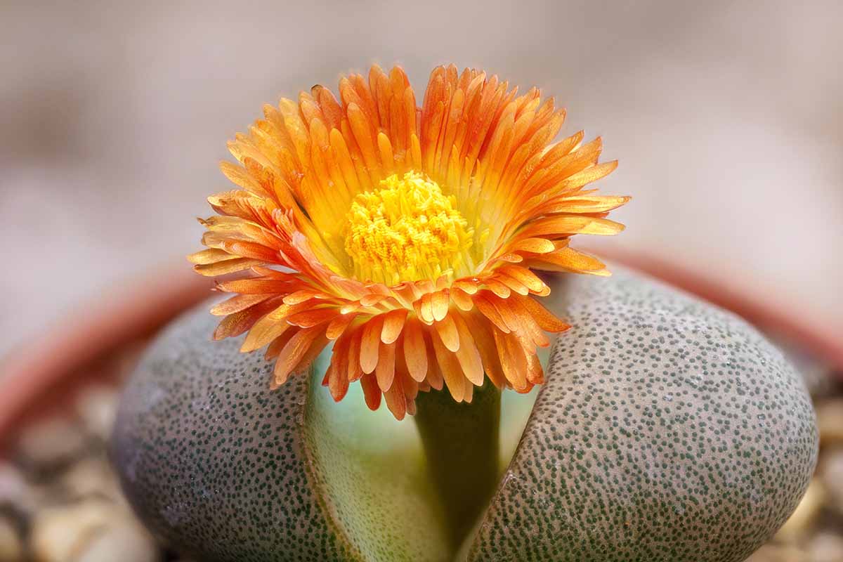 A close up horizontal image of a split rock plant in full bloom pictured on a soft focus background.