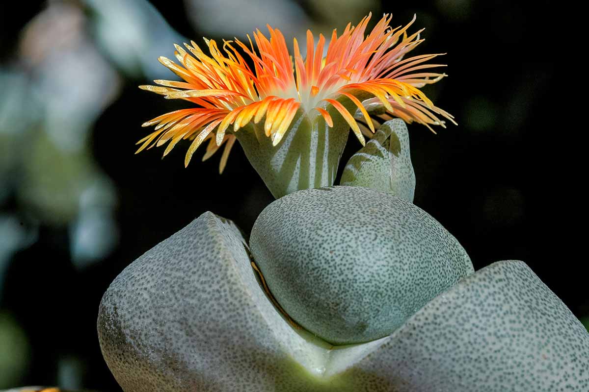 A close up horizontal image of a split rock plant (Pleiospilos nelii) in bloom pictured on a dark background.