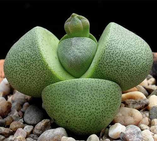 A close up of a split rock plant growing in a container.
