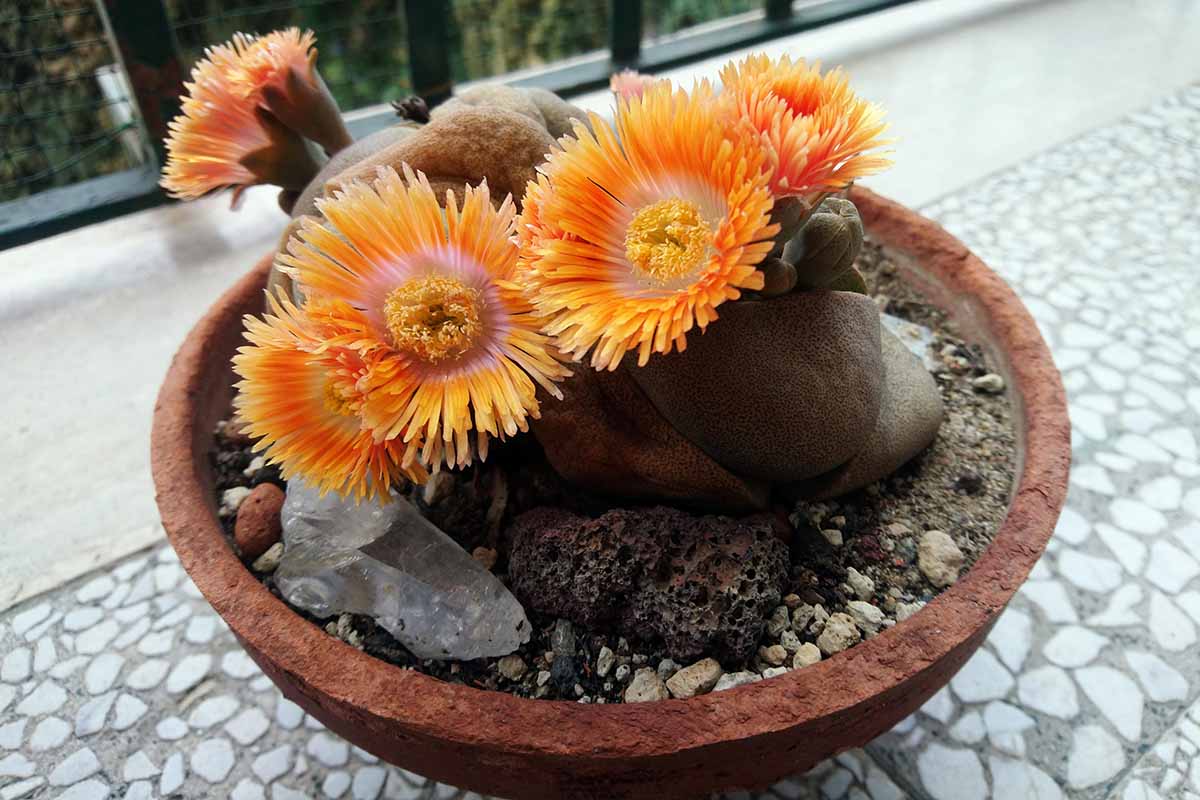 A close up horizontal image of split rock succulents growing in a terra cotta pot with multiple blooms.
