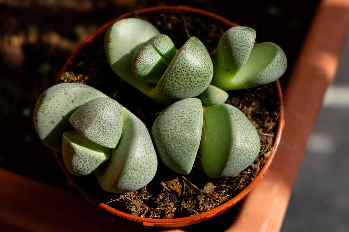 A close up horizontal image of split rock succulents growing in a container.