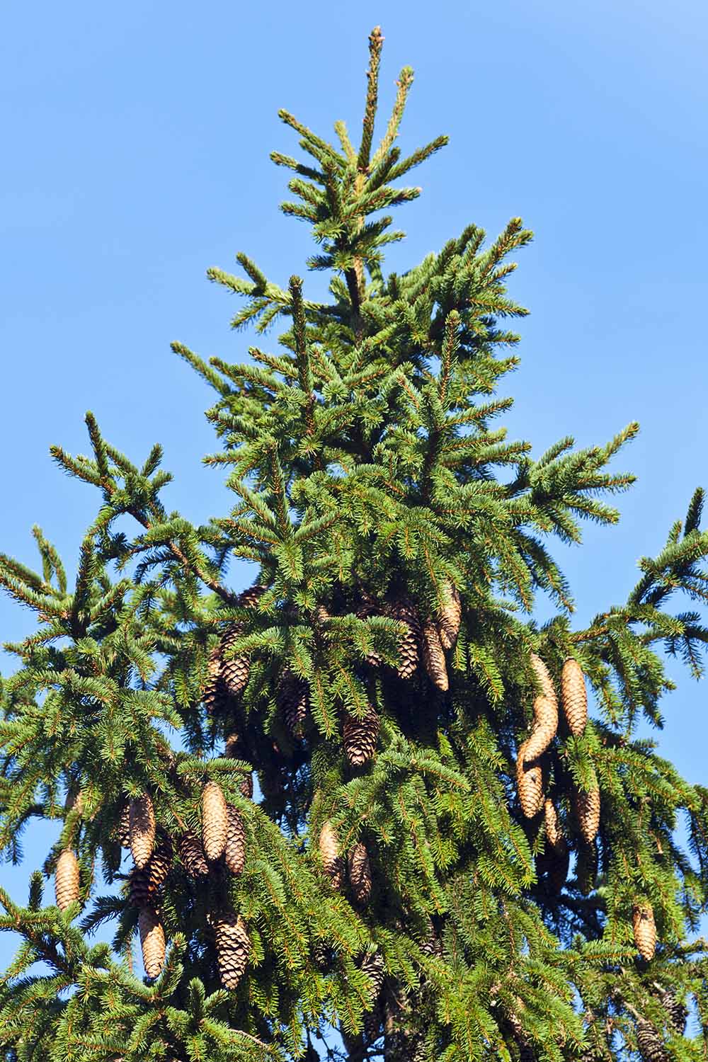 Conifer Confusion How To Identify Pine Spruce And Fir Trees