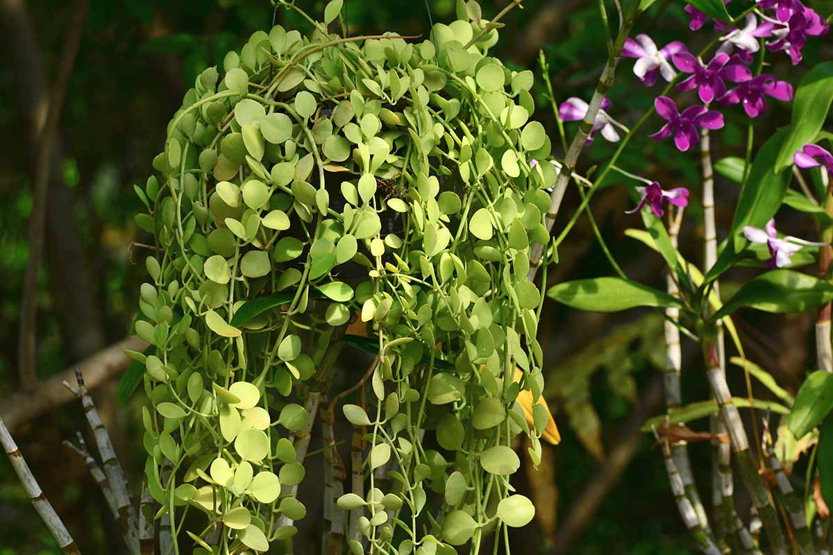 A close up horizontal image of a string of nickels growing in a hanging pot outdoors, pictured in light sunshine on a dark soft focus background.