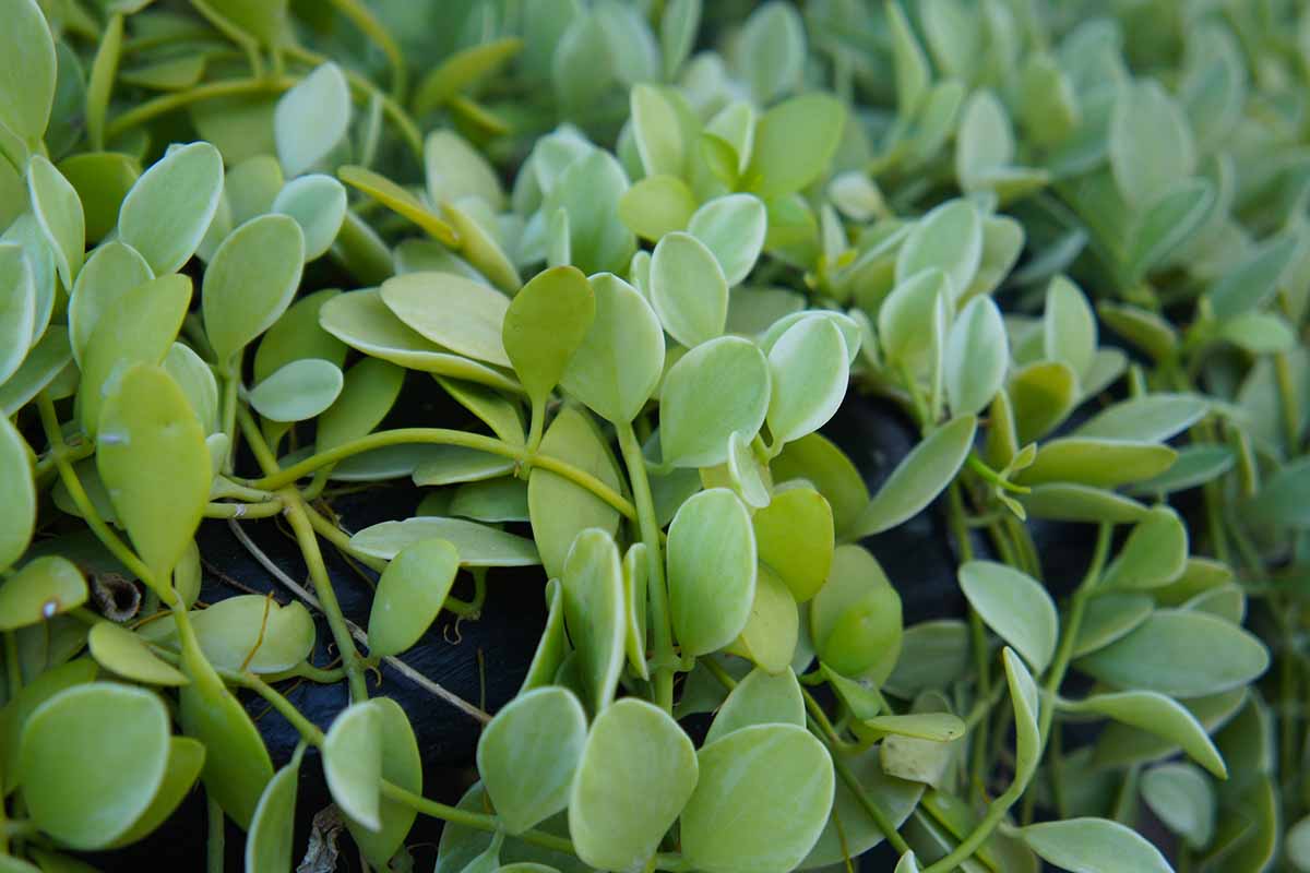 A close up horizontal image of the foliage of a string of nickels plant growing in a pot indoors.