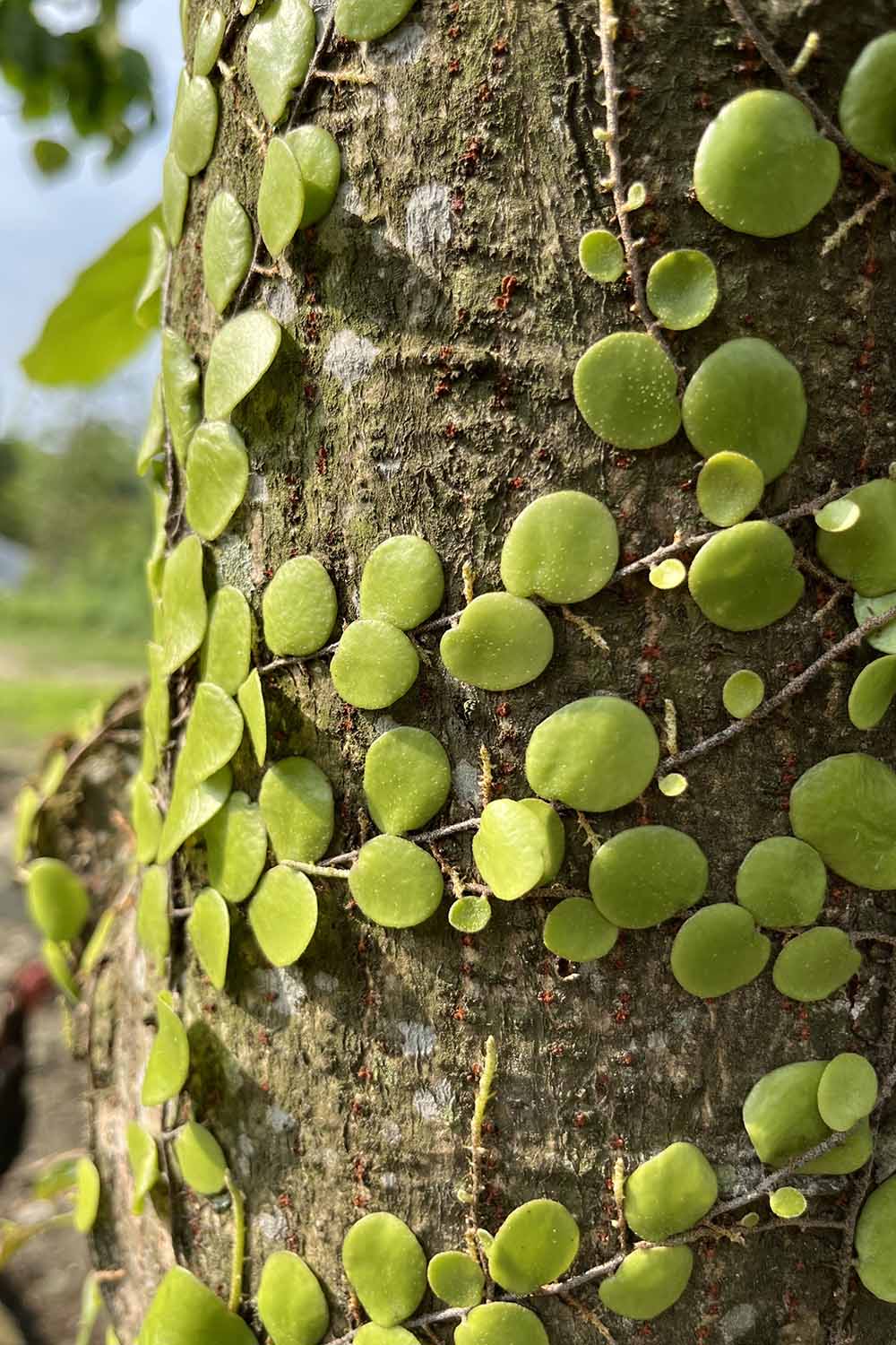 A close up vertical image of string of nickels growing on a tree outdoors.