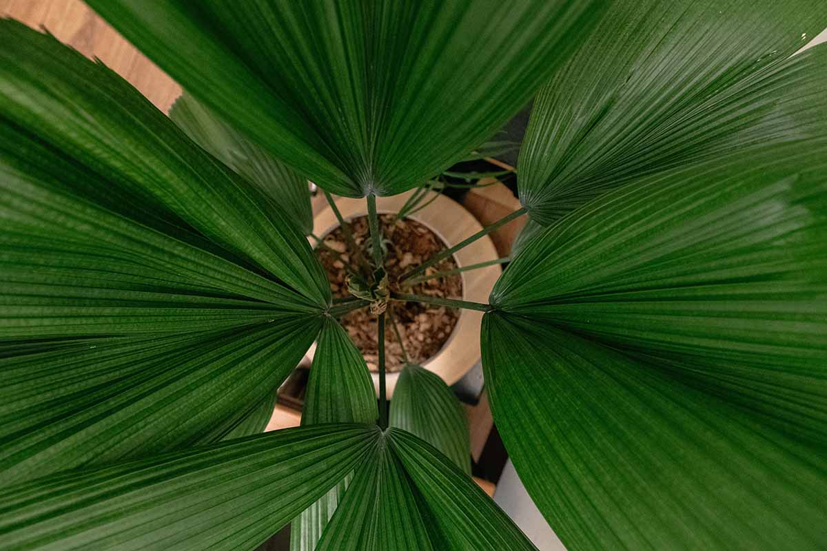A close up horizontal image of a top down view of a ruffled fan palm growing in a pot indoors.