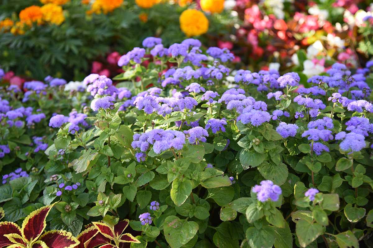 A horizontal image of light blue ageratum flowers in a mixed flower border.