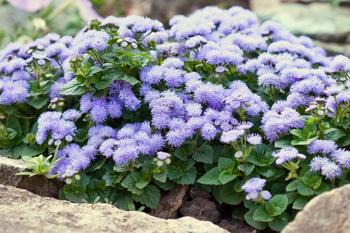 A close up horizontal image of light blue ageratum growing in a rock garden.
