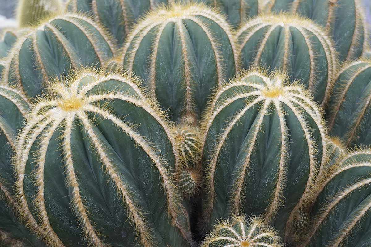 A horizontal image of a cluster of Parodia magnifica aka balloon or ball cactus growing outdoors with elongated stems.