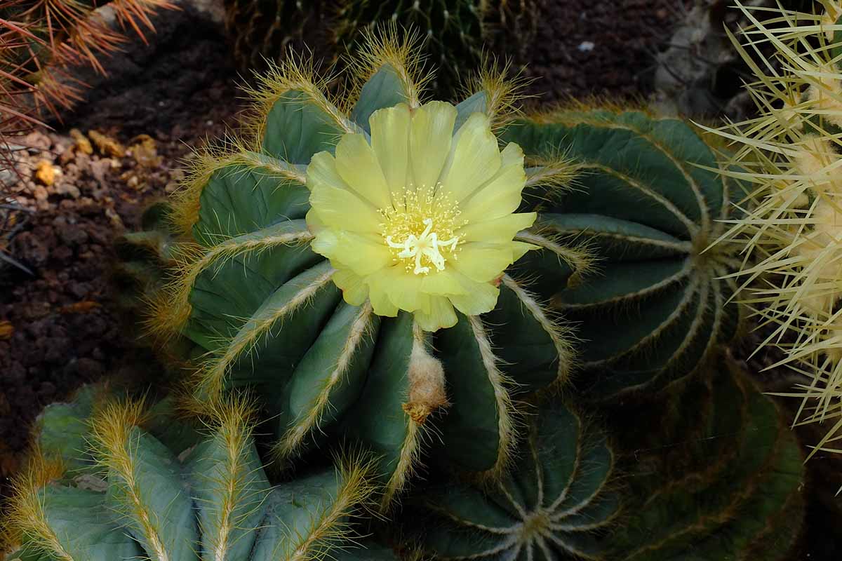 A close up horizontal image of a Parodia magnifica in bloom with a bright yellow flower.