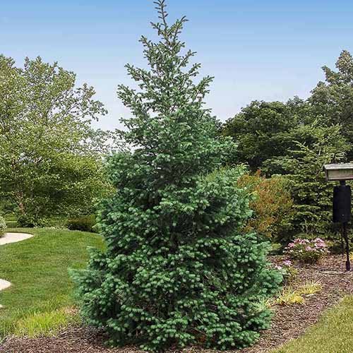 A square image of a 'Blue' Douglas fir growing in the landscape.