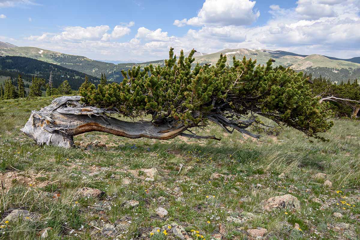 A horizontal image of a bristlecone pine that is windswept and almost horizontal.