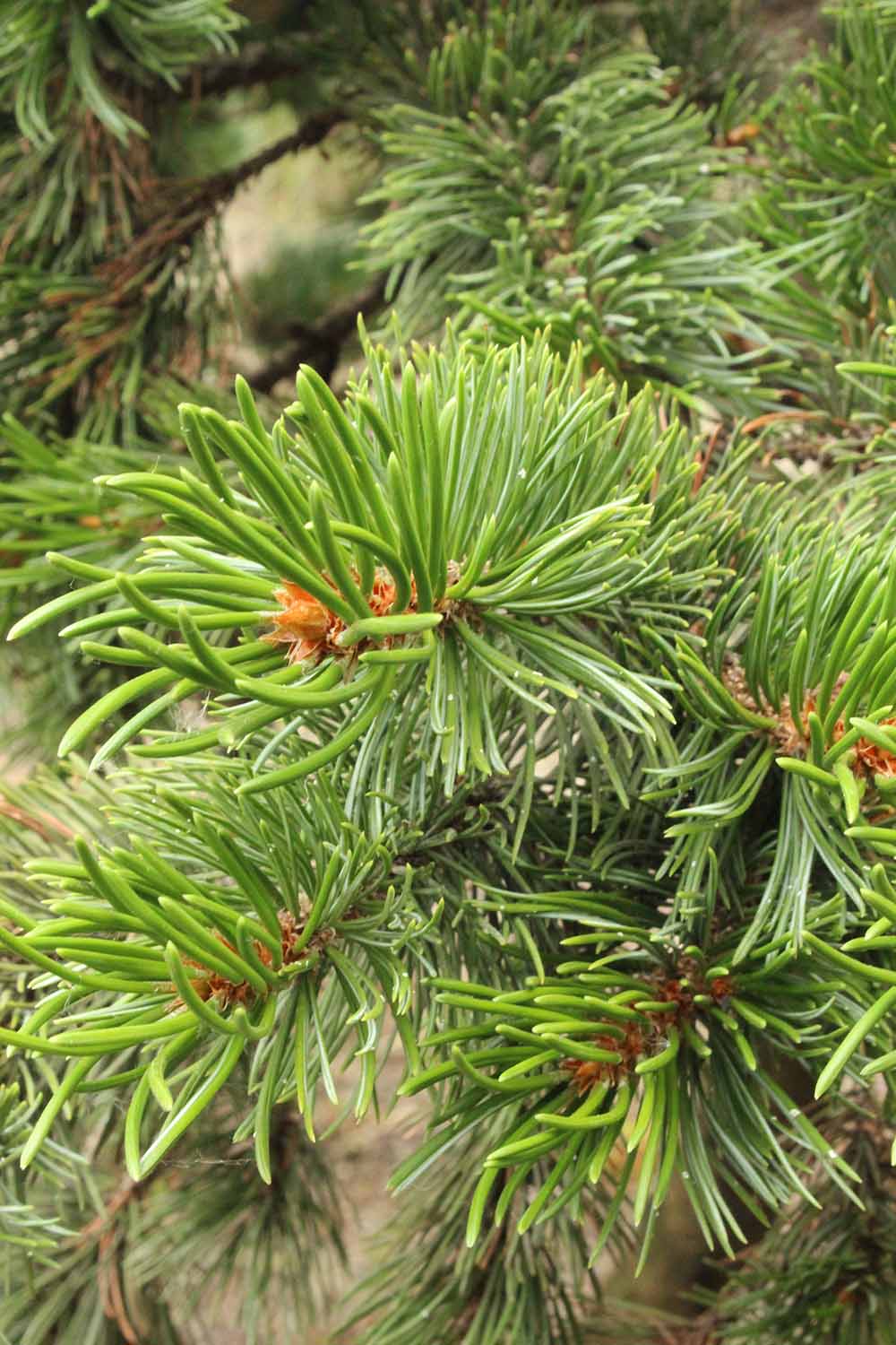 A close up vertical image of the needles and foliage of bristlecone pine (Pinus aristata) pictured on a soft focus background.