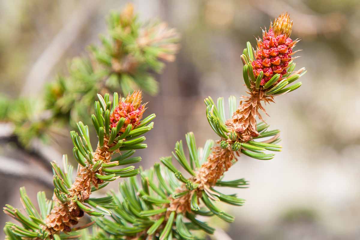 A close up horizontal image of the cones of a bristlecone pine (Pinus aristata) pictured on a soft focus background.
