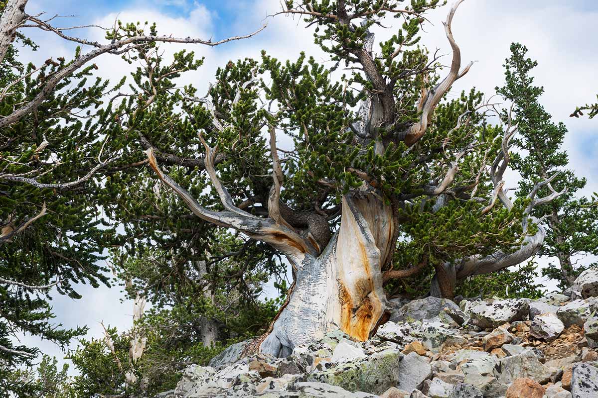 A close up horizontal image of a large Pinus longaeva growing on a rocky slope.