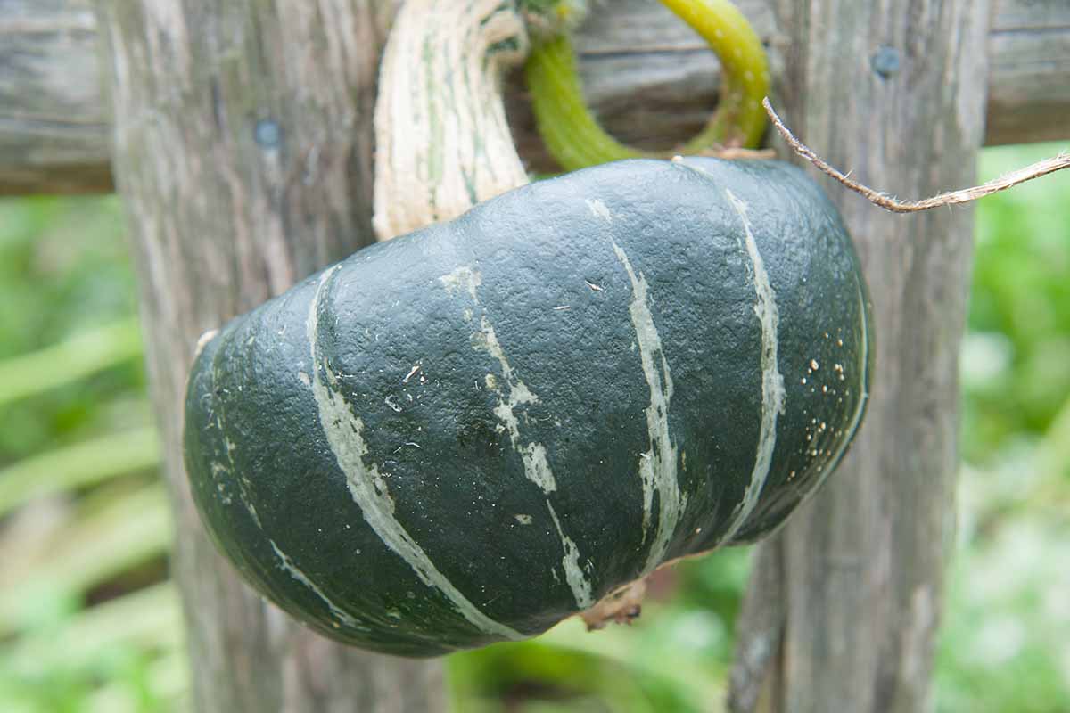 A close up horizontal image of a buttercup squash hanging from the vine ready for harvest.
