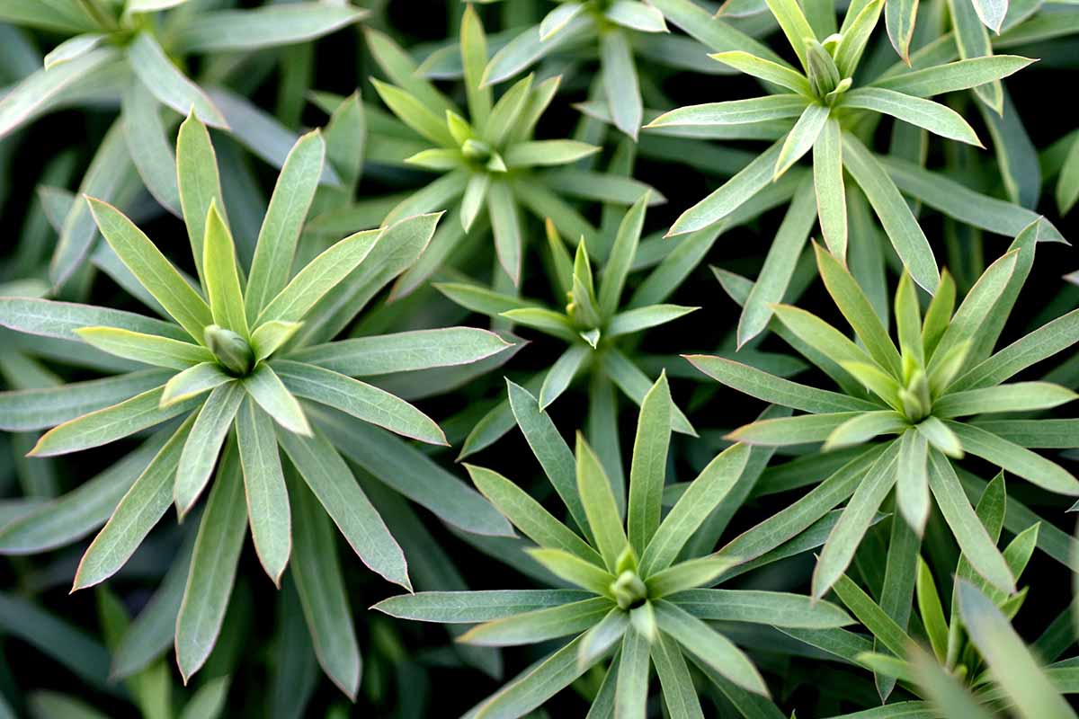 A close up horizontal image of candytuft foliage growing in the garden.