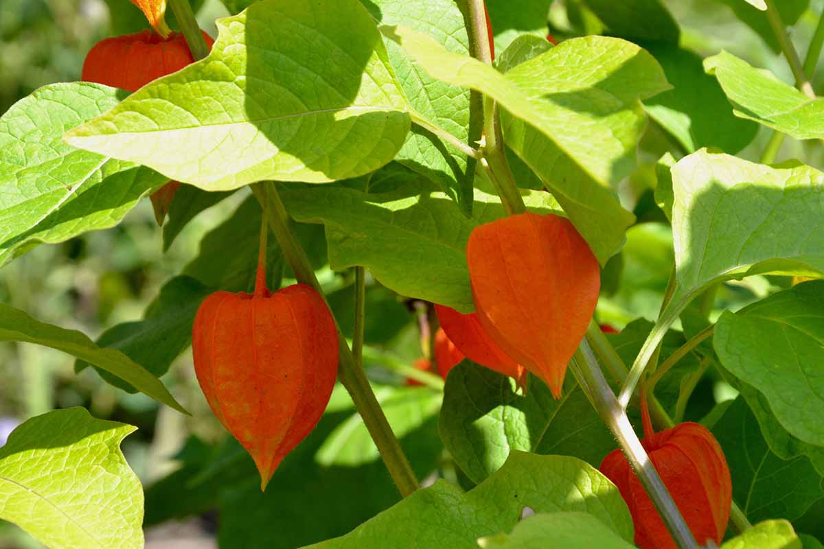A close up horizontal image of the foliage and pods of a Chinese lantern (Alkekengi officinarum) growing in the garden pictured in light sunshine.