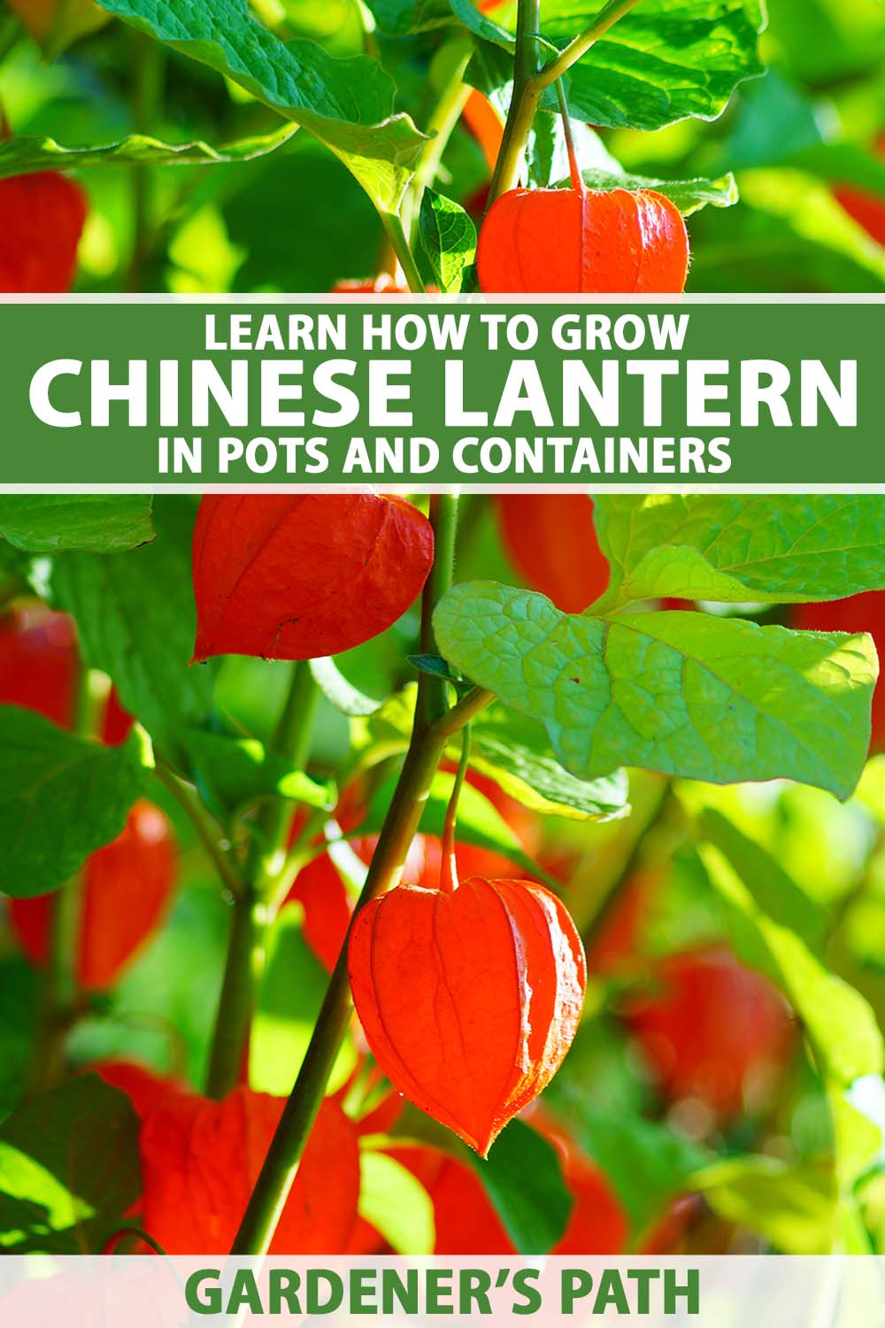A close up vertical image of a Chinese lantern aka Japanese lantern, bladder cherry, or love in a cage (Alkekengi officinarum) growing in a container outdoors with bright orange seed pods and green foliage, pictured in light sunshine. To the top and bottom of the frame is green and white printed text.