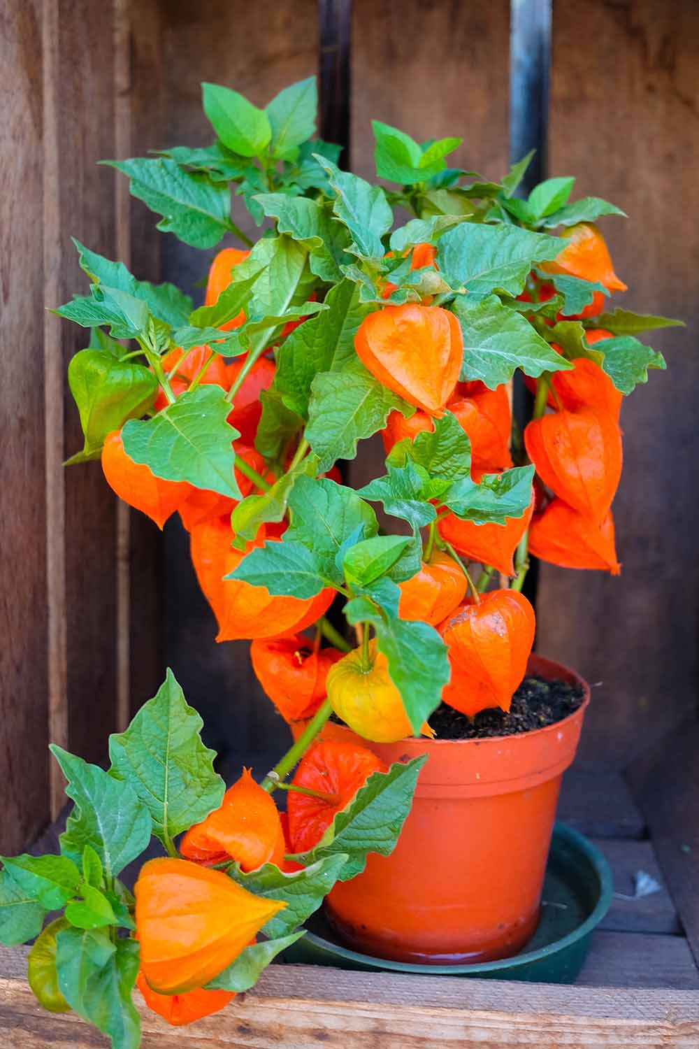 A close up vertical image of a small bladder cherry growing in a pot with lots of bright orange pods.