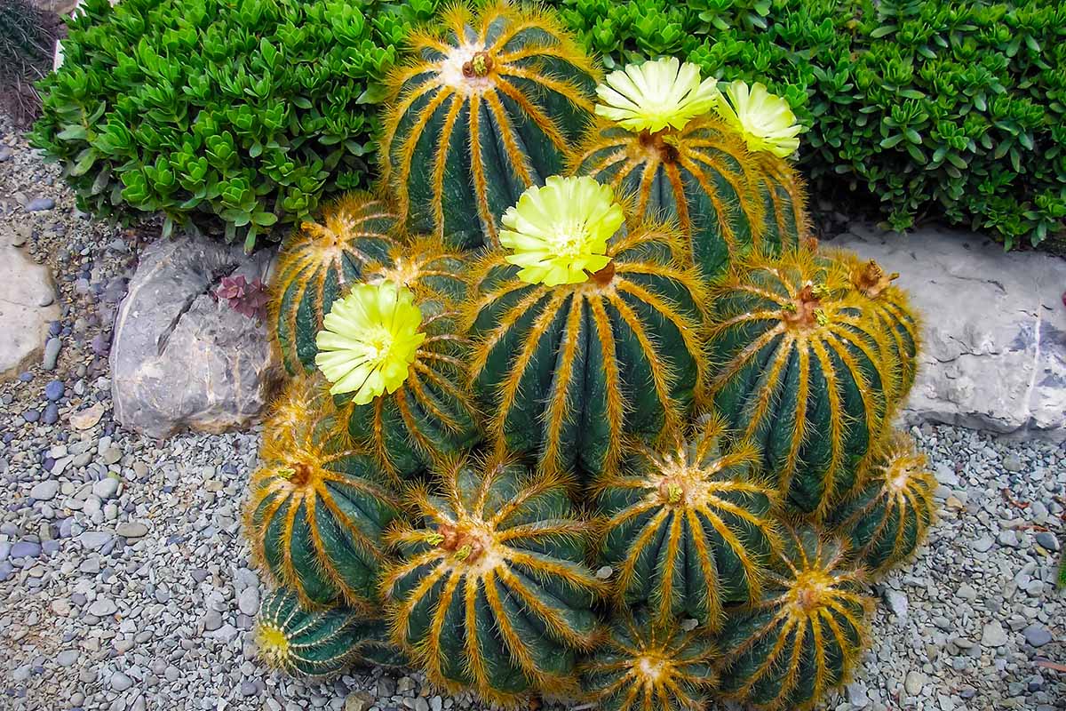 A close up horizontal image of a clump of Parodia magnifica cacti growing in a rock garden, in full bloom.